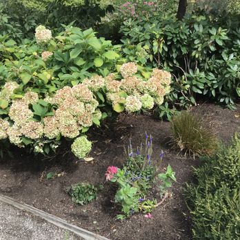 Redwoods Landscaping - Hydrangea pruning and garden cleanup - Landscaping Near Me