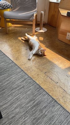 Mauhaus Cat Cafe by null