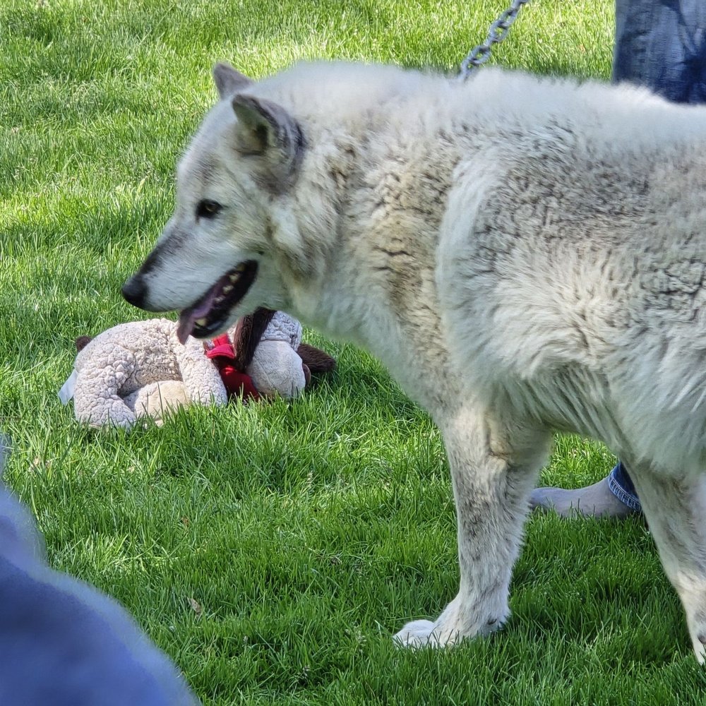 Big Run Wolf Ranch - Education Near Me - Lockport, Illinois