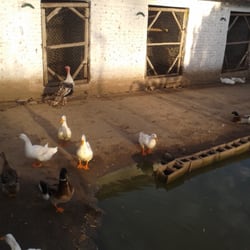 Estancia La Rosada - Los patitos