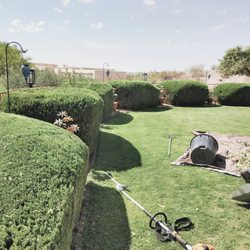 Joshua's Tree Service - Expert hedging