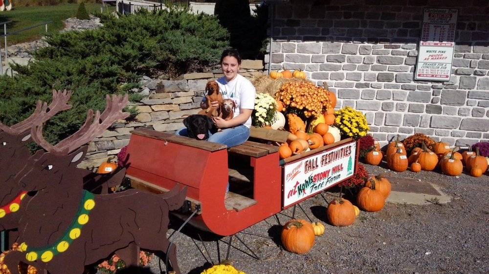 KOHLS STONY HILL TREE FARM Updated September 2024 3319 Mexico Rd