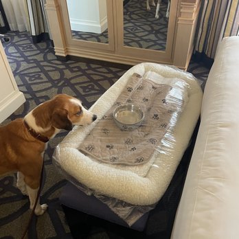 Kimpton Hotel Monaco Washington DC - Dog bed kit sterile and safe as everything else in the hotel. - Hotels Near Me - Washington, DC, District of Columbia Kimpton Hotel Monaco Washington DC - Dog bed kit sterile and safe as everything else in the hotel. - Hotels Near Me - Washington, DC, District of Columbia