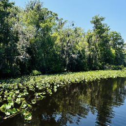 The area and wildlife