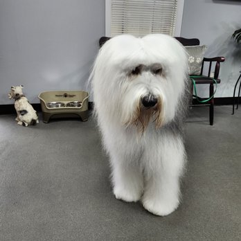 Paws Pet Salon - Pet Groomers Near Me - Roswell, Georgia