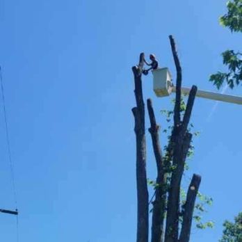 TNT Tree Service - Tree Services Near Me - Belleville, Michigan TNT Tree Service - Tree Services Near Me - Belleville, Michigan