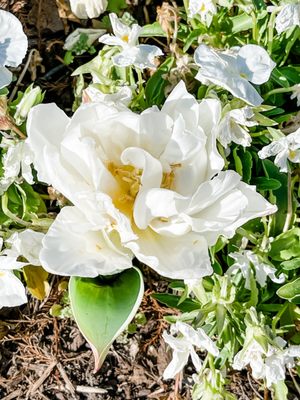 Clark Gardens by null