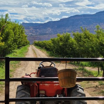 Palisade Peach Shack - Peach u-pick tour - Coffee & Tea Near Me - Palisade, Colorado Palisade Peach Shack - Peach u-pick tour - Coffee & Tea Near Me - Palisade, Colorado