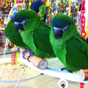Omar's Exotic Birds - Pet Sitting Near Me - Lake Forest, California Omar's Exotic Birds - Pet Sitting Near Me - Lake Forest, California