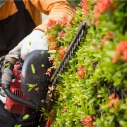J an J Lawn and Home Maintenance - Hedge trimming