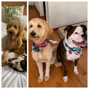 Pet Strands Grooming - Pet Groomers Near Me - Orange, California