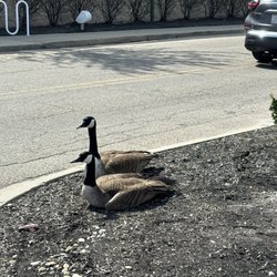 Kohl's - This poor geese couple had their babies stolen and destroyed yesterday....