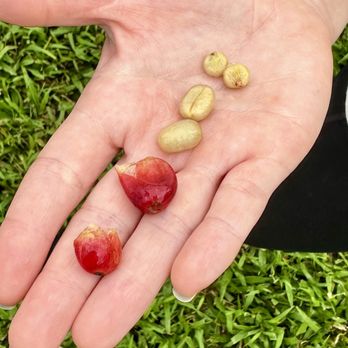 Kona Farm Direct Coffee - Examples of difference coffee beans right out of the cherry. - Coffee Roasteries Near Me - Holualoa, Hawaii