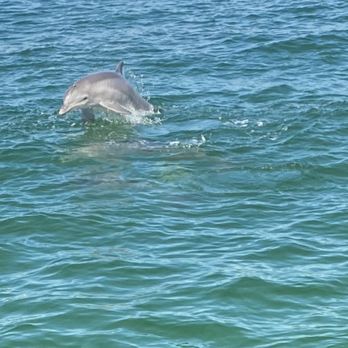 Southern Star Dolphin Cruise - Whale Watching Tours Near Me - Destin, Florida Southern Star Dolphin Cruise - Whale Watching Tours Near Me - Destin, Florida