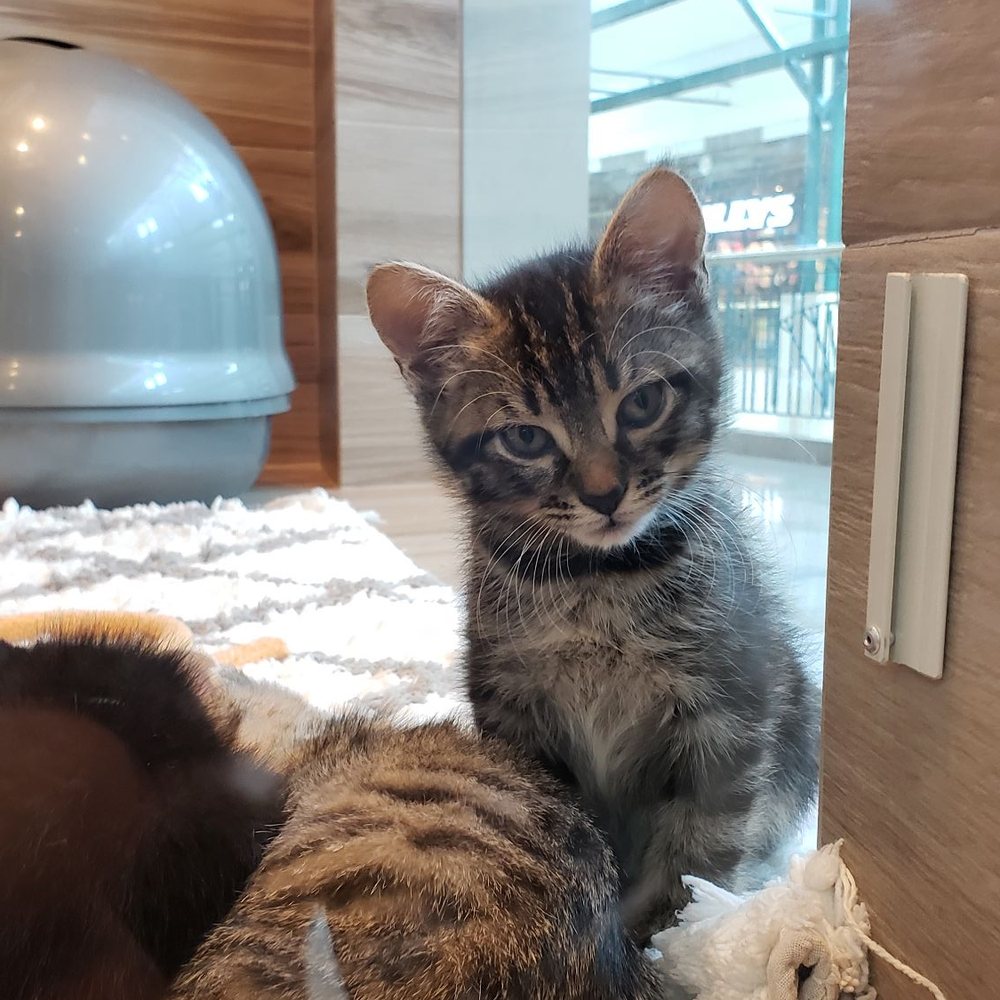 Pet Fair - Look at that cutie! - Pet Stores Near Me - Spring, Texas