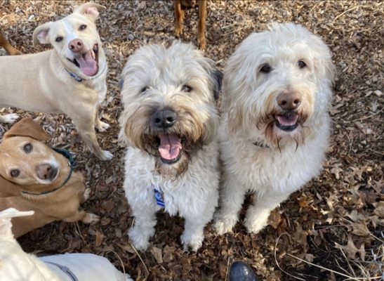 boston's best dog walkers