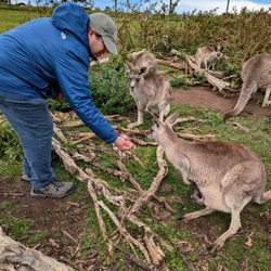 Phillip Island Wildlife Park