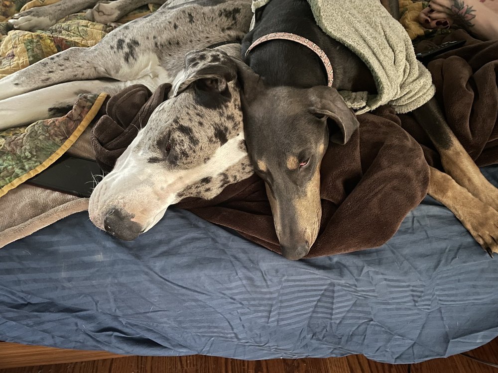 Humane Society of Clarksville-Montgomery Co - social services organization in Clarksville, TN