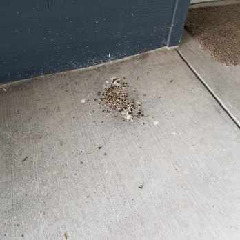The Lofts at St  Michael's - Pic is turned, bird feces in the breezeway next to the entrance of apartments. The entire breezeway is nasty and has never been addressed. - Apartments Near Me - Greeley, Colorado