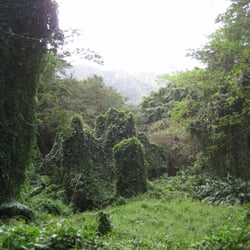 Mānoa Falls Trail