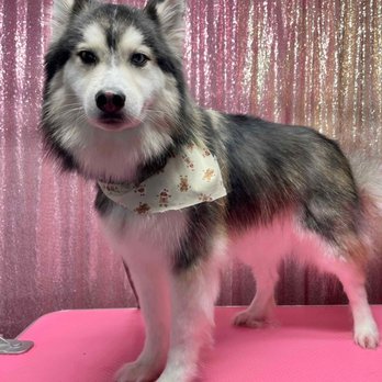Make It Cute - Pet Groomers Near Me - Pasadena, California Make It Cute - Pet Groomers Near Me - Pasadena, California