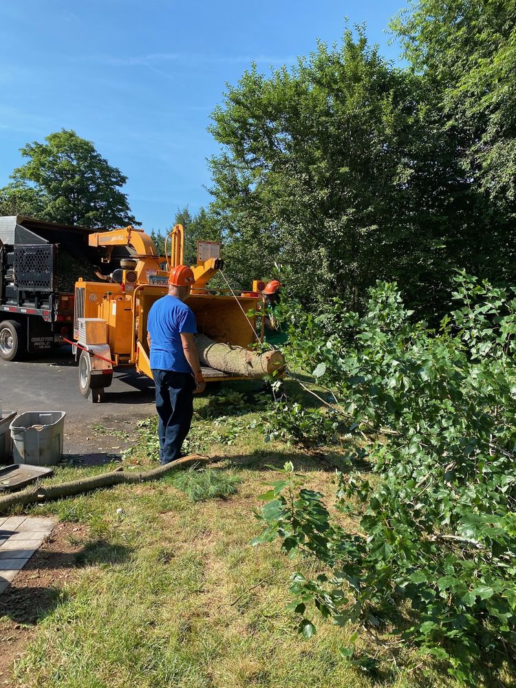 EZ Tree and Brush Removal - tree service in Cheshire, CT