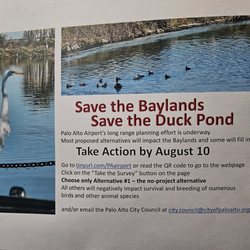Palo Alto Duck Pond - Fill out a city survey to save the duck pond from airport expansion.