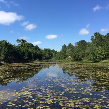 Florida Botanical Gardens - Spotted a few turtles, some large fish, and a gator or two. - Botanical Gardens Near Me - Largo, Florida