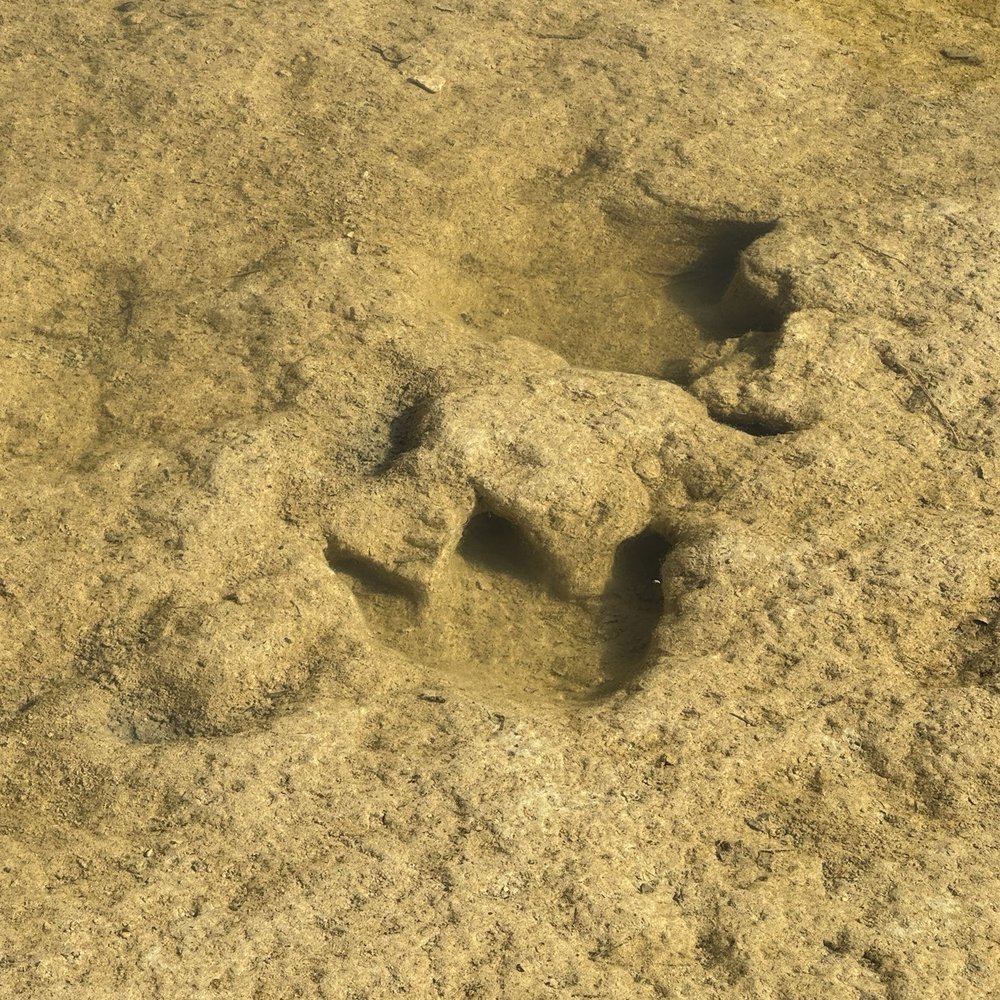 Dinosaur Valley State Park - Parks Near Me - Glen Rose, Texas