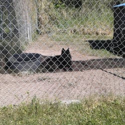 Genesis Zoology Ctr - This dark shadow of a canine is a wolf.