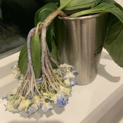 Paramus Flower Shop