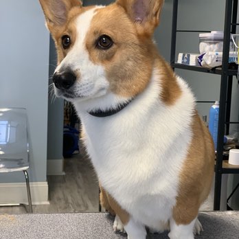 Premier Pet Services - Pet Groomers Near Me - Philadelphia, Pennsylvania