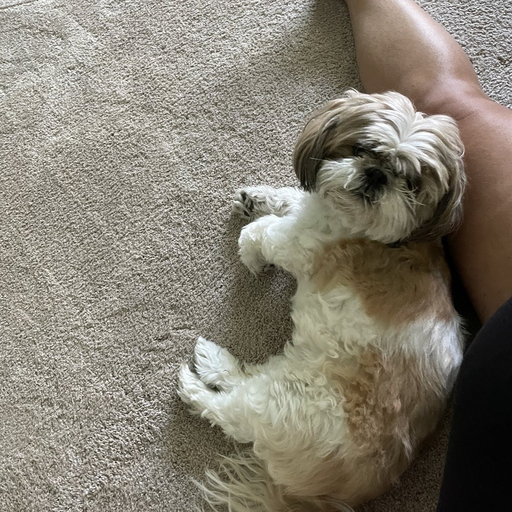 Pet Makeovers - Before - Pet Groomers Near Me - Mesa, Arizona Pet Makeovers - Before - Pet Groomers Near Me - Mesa, Arizona