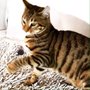 Photo of Gatos Tigre