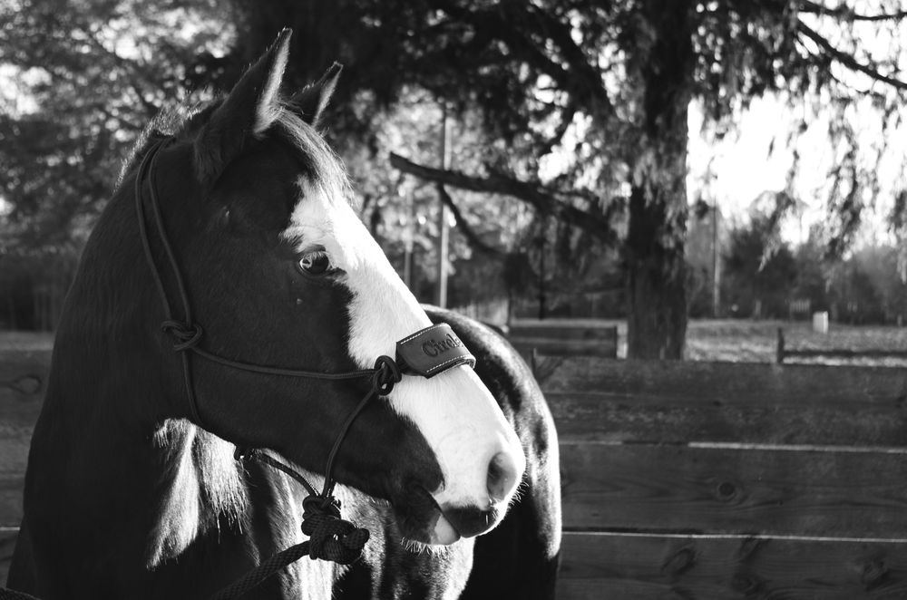 THE BROKE L D & D NUTRITION 2820 Davis Academy Rd, Rutledge, GA Yelp