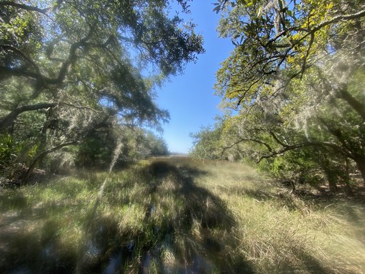 Edisto Beach State Park by null