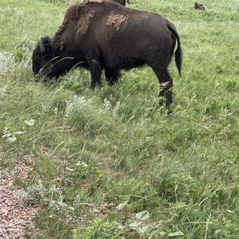 Custer State Park - Parks Near Me - Custer, South Dakota