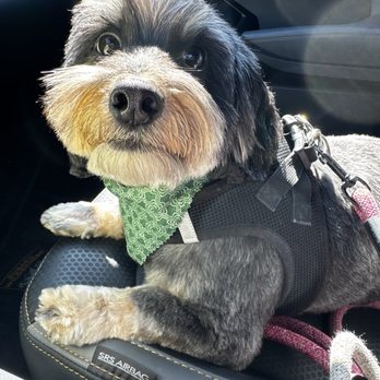MELK Dog Grooming - Right after her groom! - Pet Groomers Near Me - Sacramento, California MELK Dog Grooming - Right after her groom! - Pet Groomers Near Me - Sacramento, California