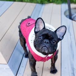 Hachi - Red hooded vest