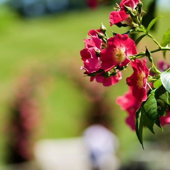 Longwood Gardens - 🏡Longwood Gardens🌼 - Botanical Gardens Near Me - Kennett Square, Pennsylvania Longwood Gardens - 🏡Longwood Gardens🌼 - Botanical Gardens Near Me - Kennett Square, Pennsylvania