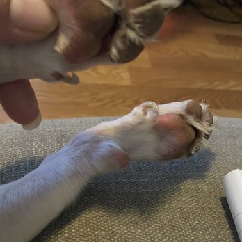 Haute Pets Mobile Grooming Salon - Nails not cut as paid for - Pet Groomers Near Me - Houston, Texas Haute Pets Mobile Grooming Salon - Nails not cut as paid for - Pet Groomers Near Me - Houston, Texas
