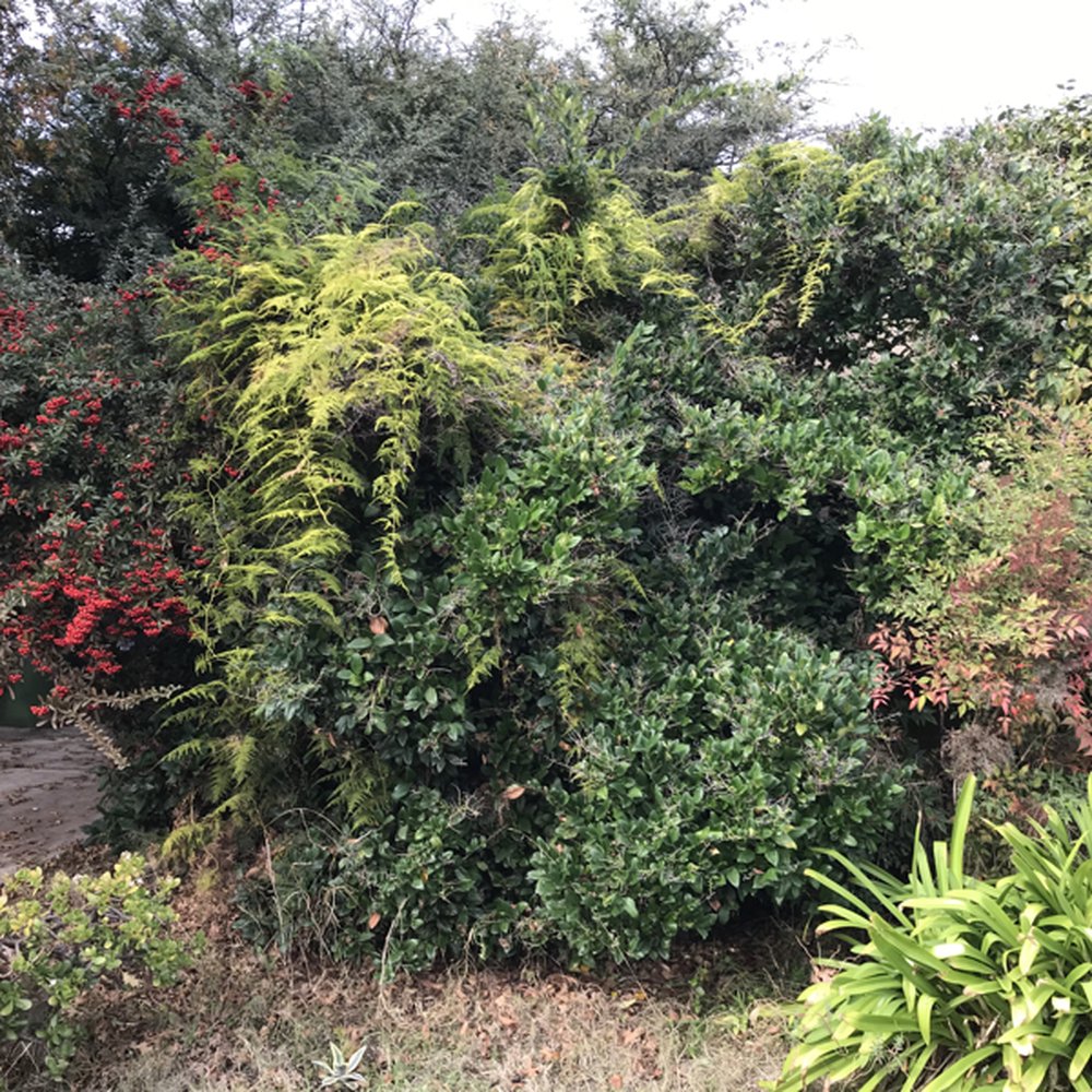 G Tree Service - Hidden house! - Tree Services Near Me