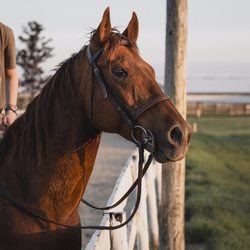 Tower Hill Stables - Horseback riding
