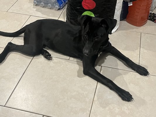 Best Friends Pet Adoption Center by null