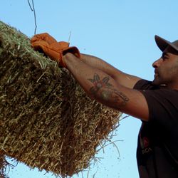 The Hay Boys