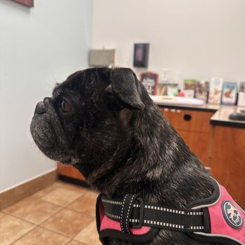 PetSmart Veterinary Services - Lilly at PetSmart vet - Veterinarians Near Me - Dublin, California PetSmart Veterinary Services - Lilly at PetSmart vet - Veterinarians Near Me - Dublin, California