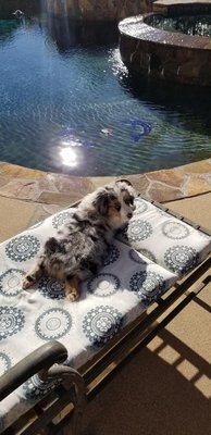 mercy me mini aussies