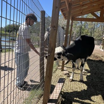Showcase of Citrus - Attraction Farms Near Me - Clermont, Florida