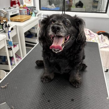 Puppy Pampering Pet Spa - Pet Groomers Near Me - Rancho Cucamonga, California