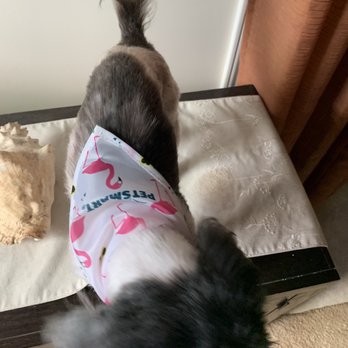 PetSmart - Cute bandana - Pet Groomers Near Me - Mililani, Hawaii PetSmart - Cute bandana - Pet Groomers Near Me - Mililani, Hawaii